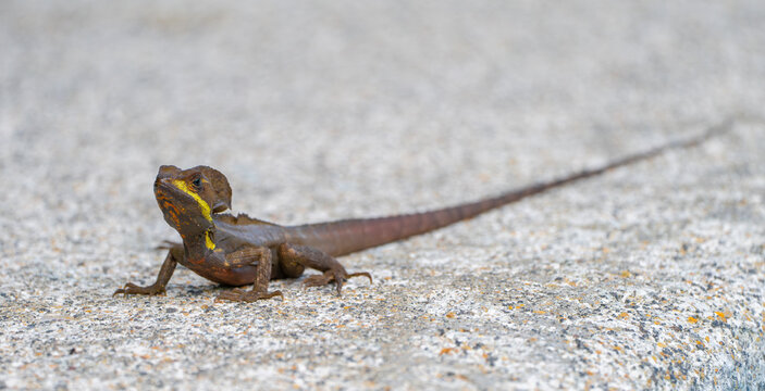 wild lizard in Costa Rica