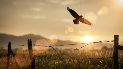 Fototapeta premium Silhouette of a Bird Flying Over a Barbed Wire Fence at Sunset in a Rural Landscape