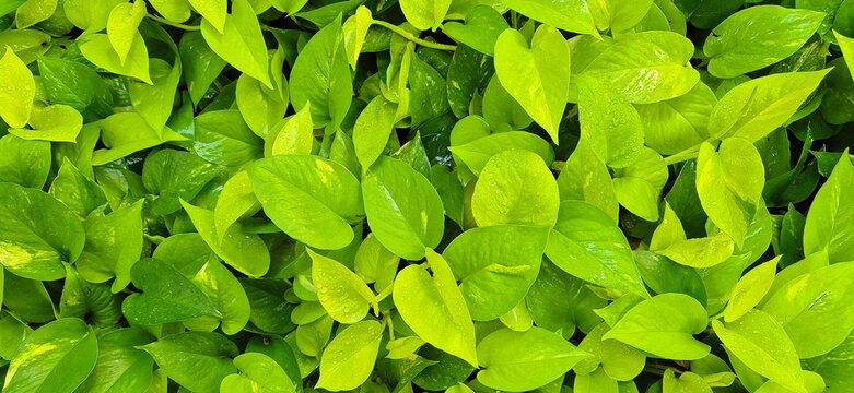 A Neon Pothos (Epipremnum aureum 'Neon') growing in the garden, with some of its leaves wet from the rain. It features heart-shaped leaves in a vibrant, bright chartreuse or yellow-green hue.
