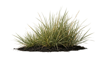 Small green bush growing in dark soil © gdarafat