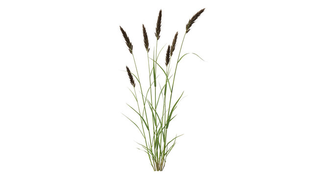 Green grass stems with flower heads in summer