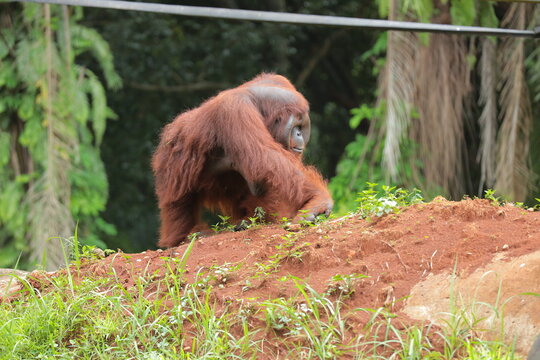 A large orangutan walks across a red dirt hill with lush green tropical foliage in the background.