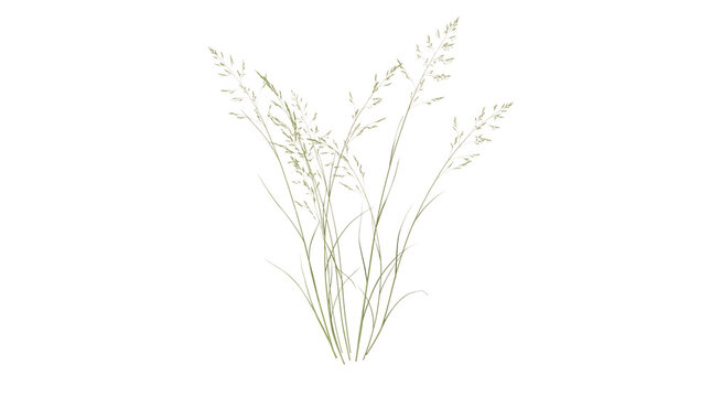 Green grass stems drawing in a simple minimalist style