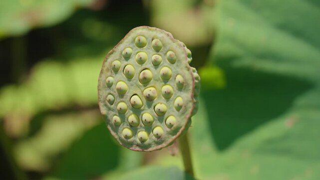 Close Up Lotus Seed Pod with Clustered Holes, Natural Trypophobia Pattern in Bali