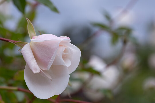Close up of a pale pink rose bud softly blooming against blurred green garden background in spring