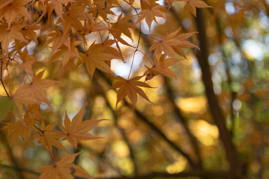Close up of vibrant orange and yellow Japanese maple leaves glowing in sunlight during autumn