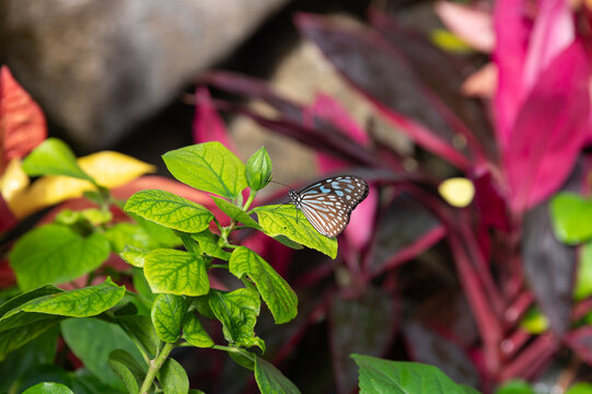 Close up of Ideopsis similis butterfly perched on green leaf with vibrant pink background in nature