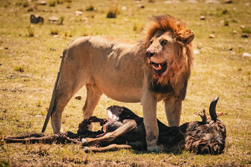 Ein Löwe kurz nach der Jagd. © Joas