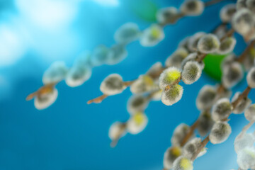 Bright blue backdrop enhances neutral tones of natural plant material. Bouquet of pussy willow on blue background with soft texture. © lesichkadesign