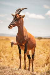 Eine Damaliscus Antilope in der Savanne Kenias. © Joas
