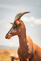 Eine Damaliscus Antilope in der Savanne Kenias. © Joas