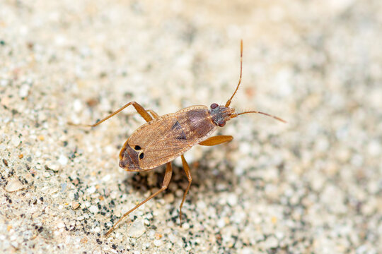 Selective focus on a dirt-colored seed bug on the ground, Ischnopeza Pallipes