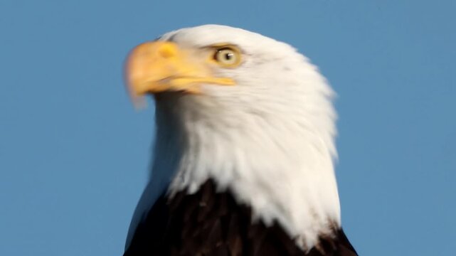 Adult bald eagle head turns left in sunlit blue-sky portrait, showing yellow hooked beak, focused eye, and fluffed white neck feathers with calm watchful gaze outdoors
