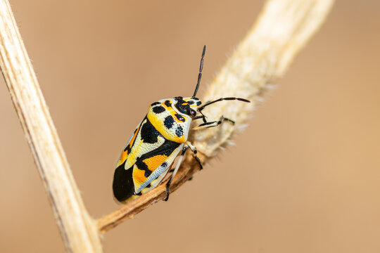 Selective focus on an adult Red Cabbage Bug, Eurydema Ornata