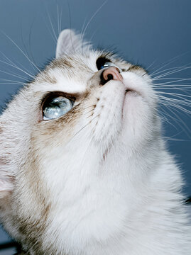 Extreme close up cat face with whisker and green eye gazing upward against blue background, creating curious mood