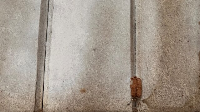 aged painted wooden door detail with rusty hinge