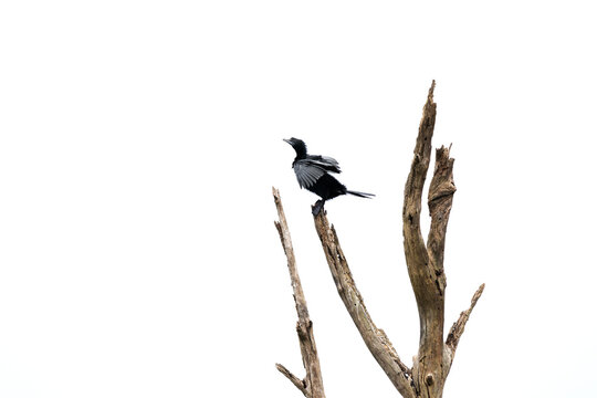 Highkey image of a Little cormorant perched on tree at Tadoba tiger reserve, India