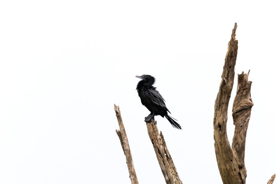 Little cormorant perched on tree at Tadoba tiger reserve, India