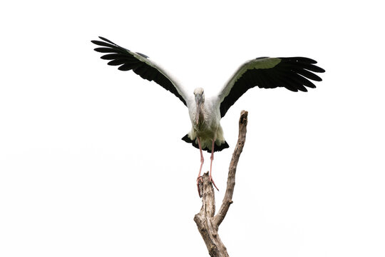 Highkey image of a Asian openbill stork perched on a tree at Tadoba Andahari Tiger Reserve, India