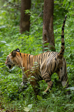 A tiger territory marking at Tadoba Andhari Tiger Reserve, India