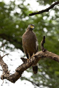 Portrait of a Crested serpent eagle perched on a tree, Tadoba Andhari Tiger Reserve, India