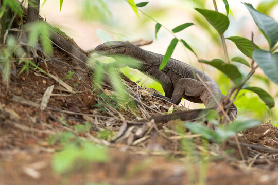 Monitor Lizard at Tadoba Andhari Tiger Reserve, India