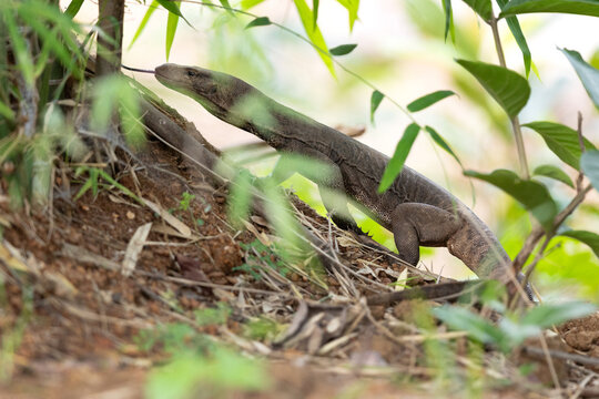 Monitor Lizard through the foliage at Tadoba Andhari Tiger Reserve, India