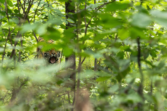 A tiger yawning inside the forest of Tadoba Andhari Tiger Reserve, India