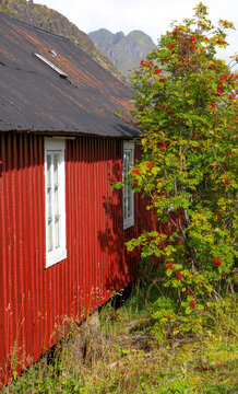 Traditional red wooden house with rowan tree in Norway