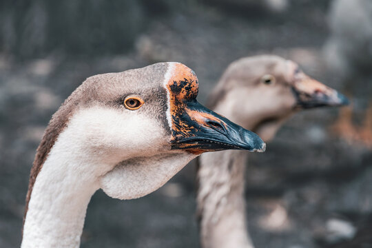 Goose head and beak in sharp close up profile with a softly blurred second goose in the tranquil outdoor background