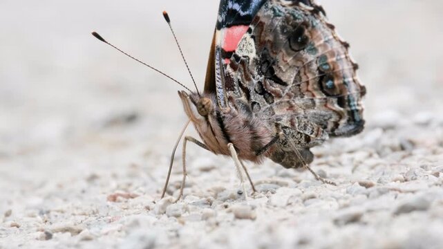 Red Admiral Butterfly Resting on Summer Pavement Macro Video