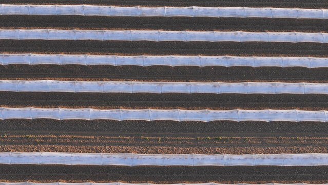 Aerial view of polytunnel fruit growing with rows of covered arch structures protecting crops in the Po Valley, Fiorenzuola d'Arda, Emilia-Romagna, Italy.