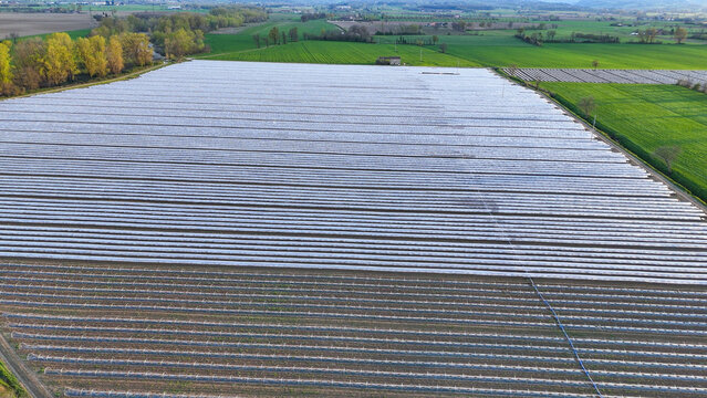 Aerial view of polytunnel fruit growing in the Po Valley, with rows of white plastic-covered arch structures protecting crops in the fields of Fiorenzuola d'Arda, Emilia-Romagna, Italy.