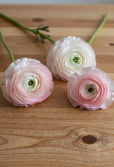 Fototapeta premium Spring floral arrangement, delicate ranunculus flowers in soft pastel pink and white on a natural wooden table for wedding decor and interior design