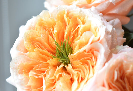 A bouquet of soft coral-pink roses with green centers. Peony-style roses in selective focus.