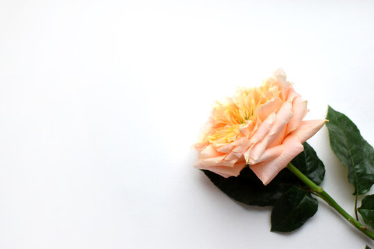 A soft coral rose with a green center on a white background. Copy space