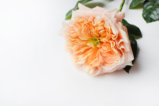 A soft coral rose with a green center on a white background. Copy space