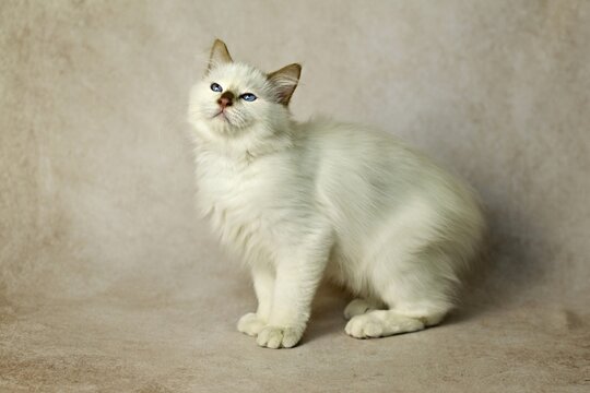 Purebred cat, Sacred Burmese, young male cat, Cinnamon-point