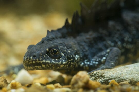 Great crested newt, crested newt, northern crested newt, Triturus cristatus, amphibians, amphibians, amphibians, amphibians, amphibians, male, newt, northern crested newt, warty newt