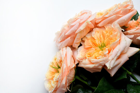 Soft coral roses with green centers. A bouquet of peony-style roses on a white background. Copy space.