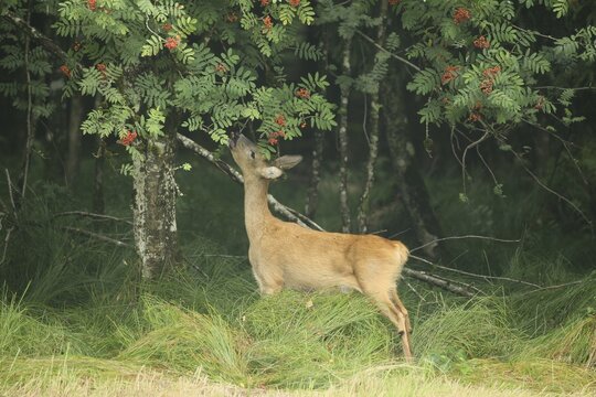 Roe deer (Capreolus capreolus) doe nibbling leaves and red berries of rowan (Sorbus aucuparia) Allg&auml;u, Bavaria, Germany, Allg&auml;u, Bavaria, Germany