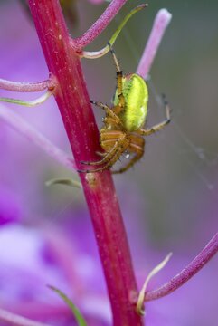 Cucumber Green Spider (Araneus cucurbitinus, Araniella cucurbitina), Lake Achensee, Tyrol, Austria, Europe