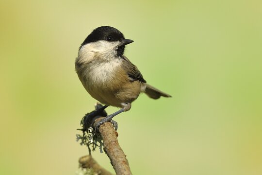 Willow tit (Parus montanus) sitting on a branch, Wilden, North Rhine-Westphalia, Germany