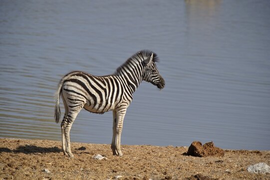 Plains Zebra (Equus burchelli) at the waterhole of Okaukuejo, Etosha National Park, Namibia, Africa