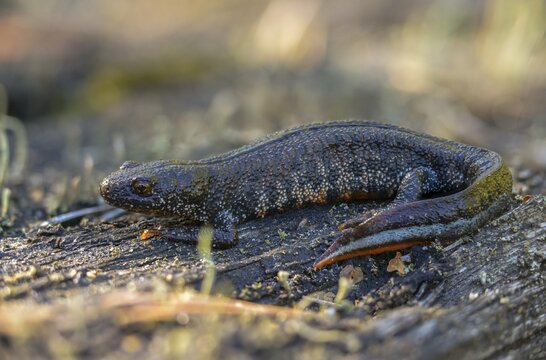 Brandenburg, Germany, Great Crested Newt, crested newt, Nabu, Nabu project, national natural heritage, green house natural paradise, northern crested newt, Triturus cristatus, amphibians, amphibians, post-mining landscape, green house, rural traditional costume, amphibians, warty newt
