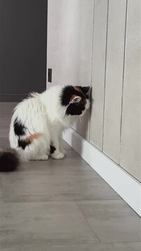 A Curious Calico Cat in a Modern Room: Capturing the Playful Essence of Feline Exploration in a Minimalist Space