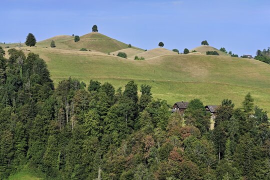 Linden trees (Tilia) growing in parched, dried-up meadows in the drumlin landscape, the hot summer of 2026, Hirzel, Canton of Zurich, Switzerland