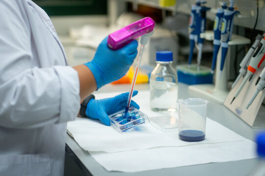 Scientist transferring blue liquid with pipette