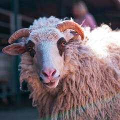 Close-up front view of a curly horned sheep. © Павел Приходько
