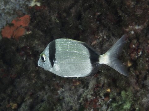 Single two-banded seabream (Diplodus vulgaris) swimming near a rocky, overgrown seabed, dive site Giens Peninsula, Mediterranean Sea, Porquerolles, Provence, C&ocirc;te d'Azur, France